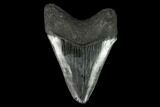 Serrated, Fossil Megalodon Tooth - South Carolina #129438-2